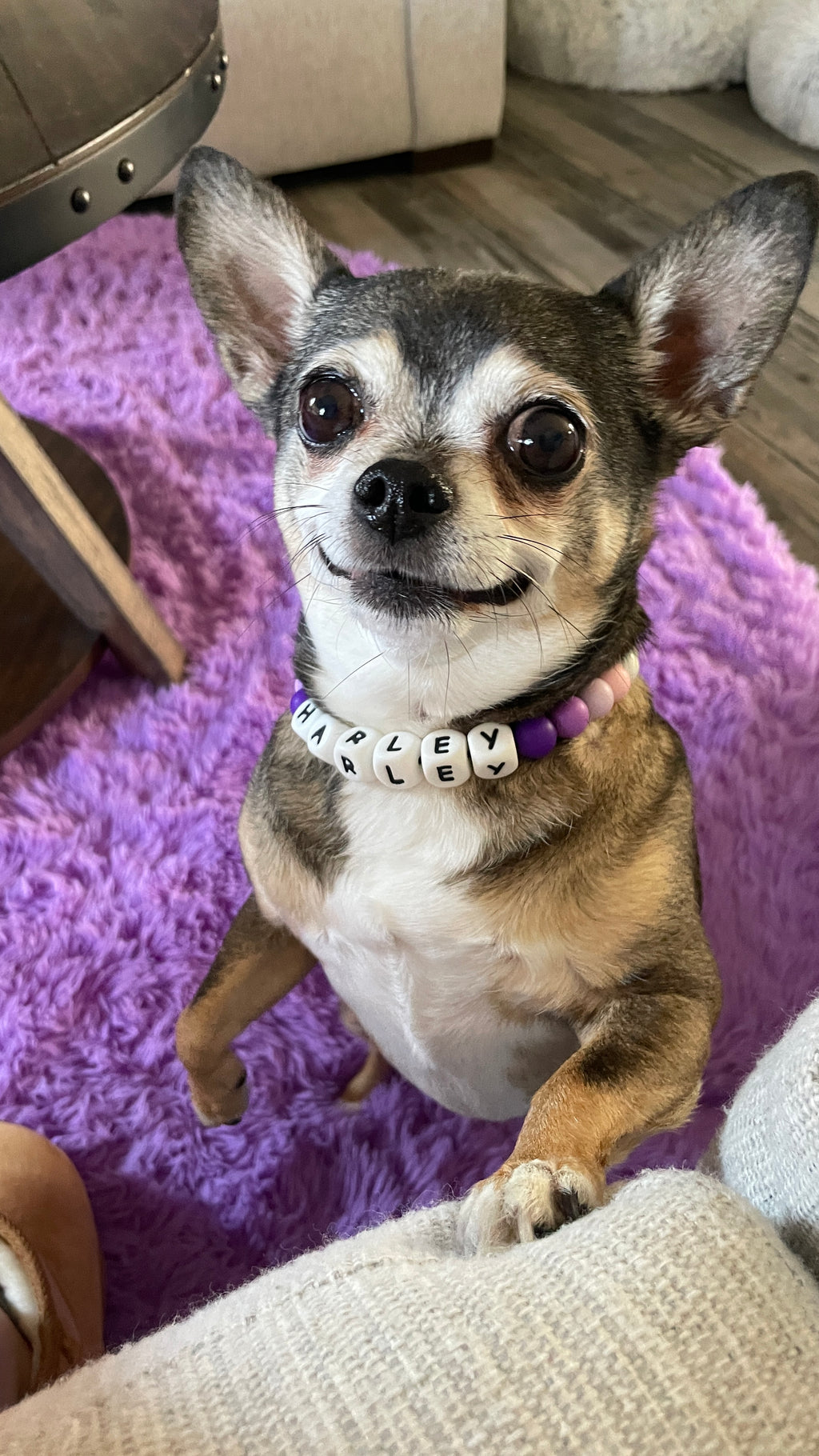 Custom Dog Collar and Matching Bracelet
