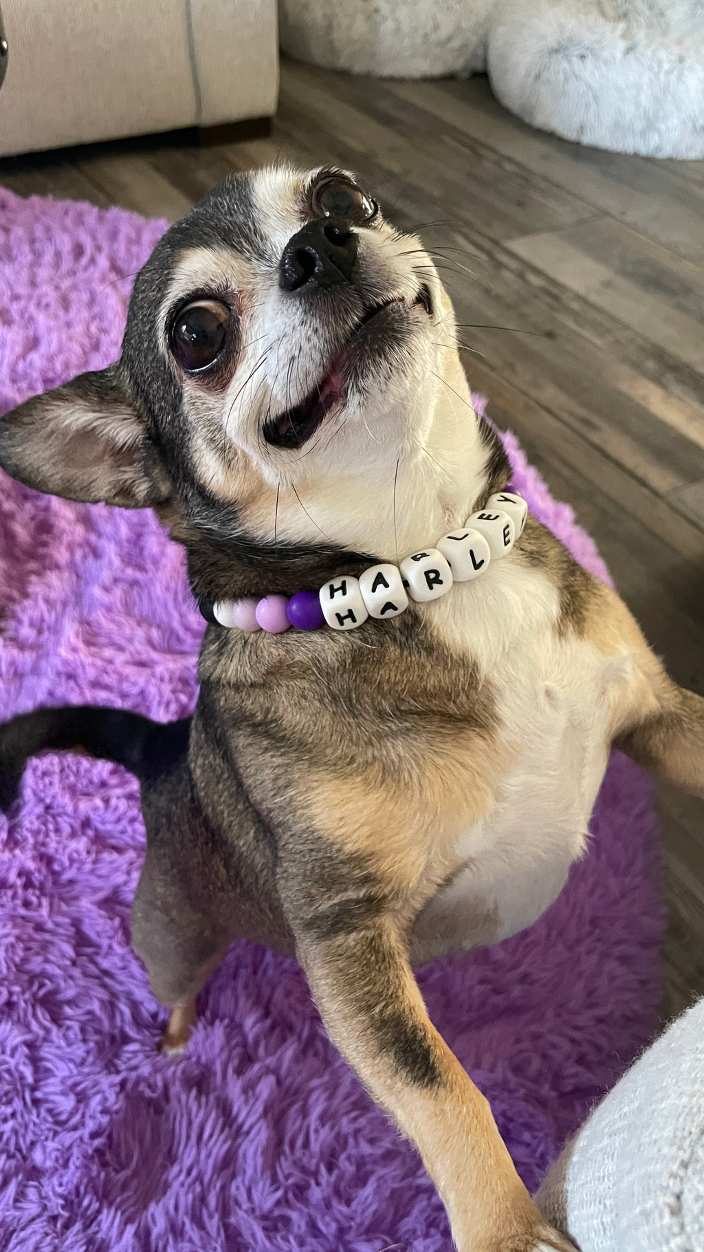 Custom Dog Collar and Matching Bracelet