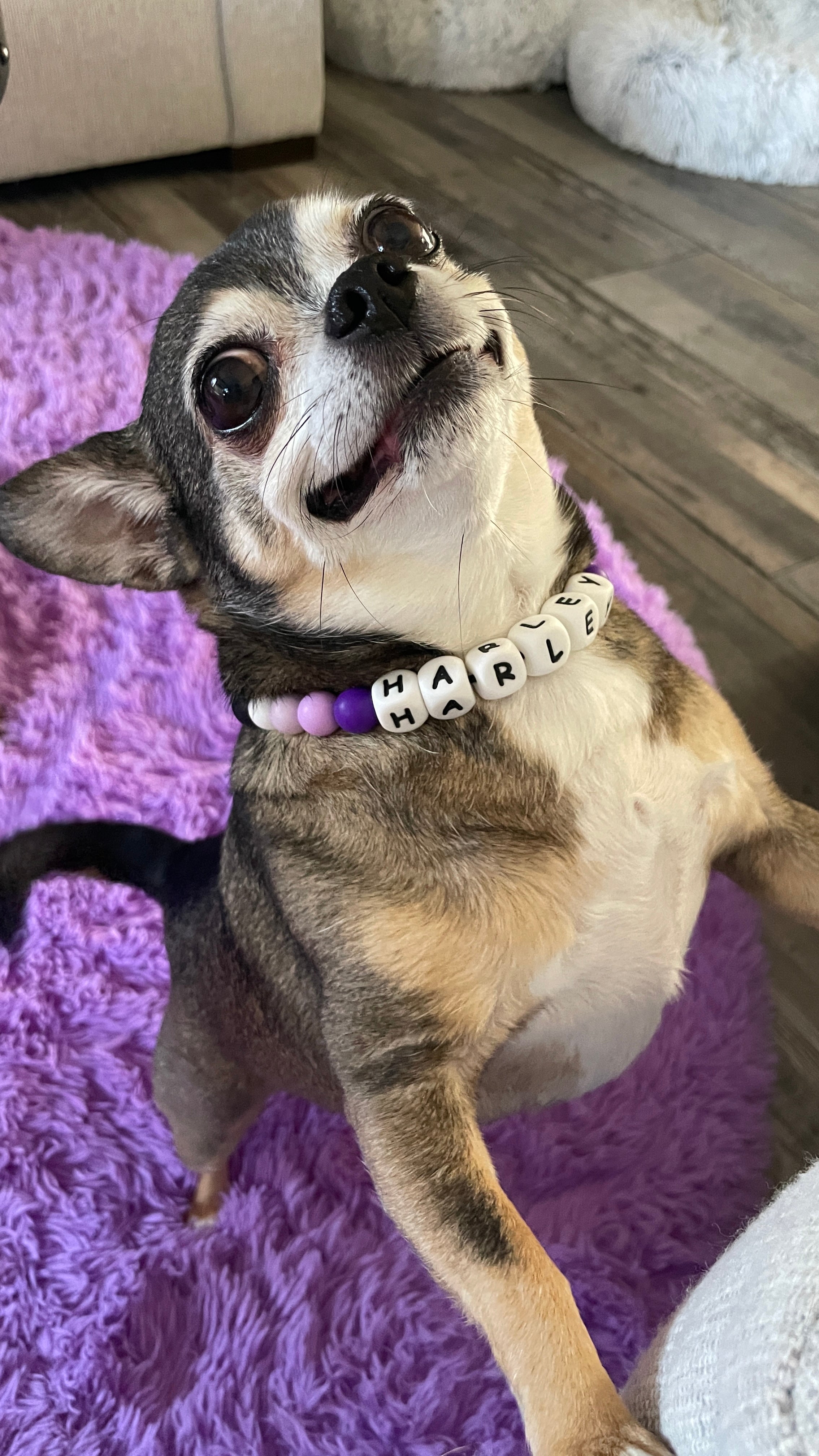 Custom Dog Collar and Matching Bracelet
